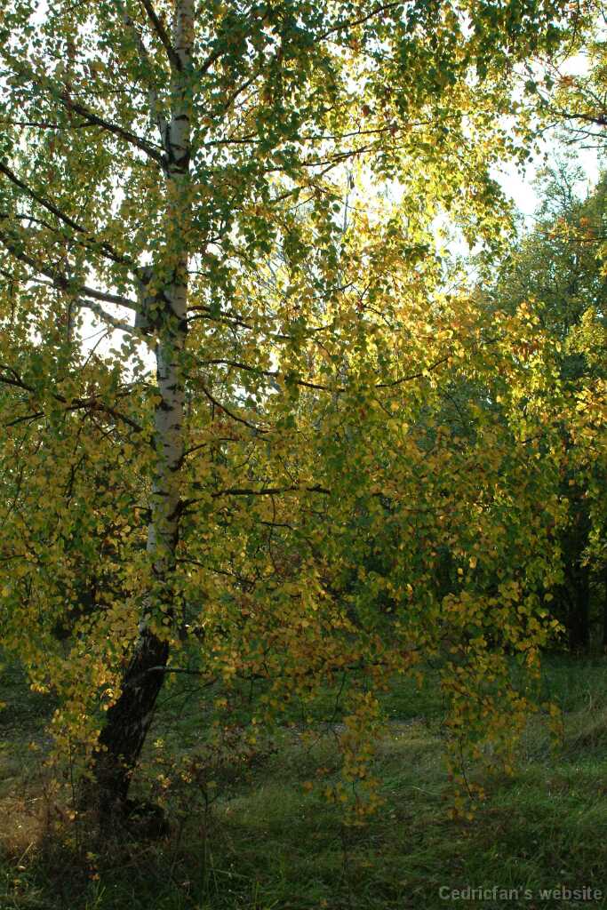Dscf0604