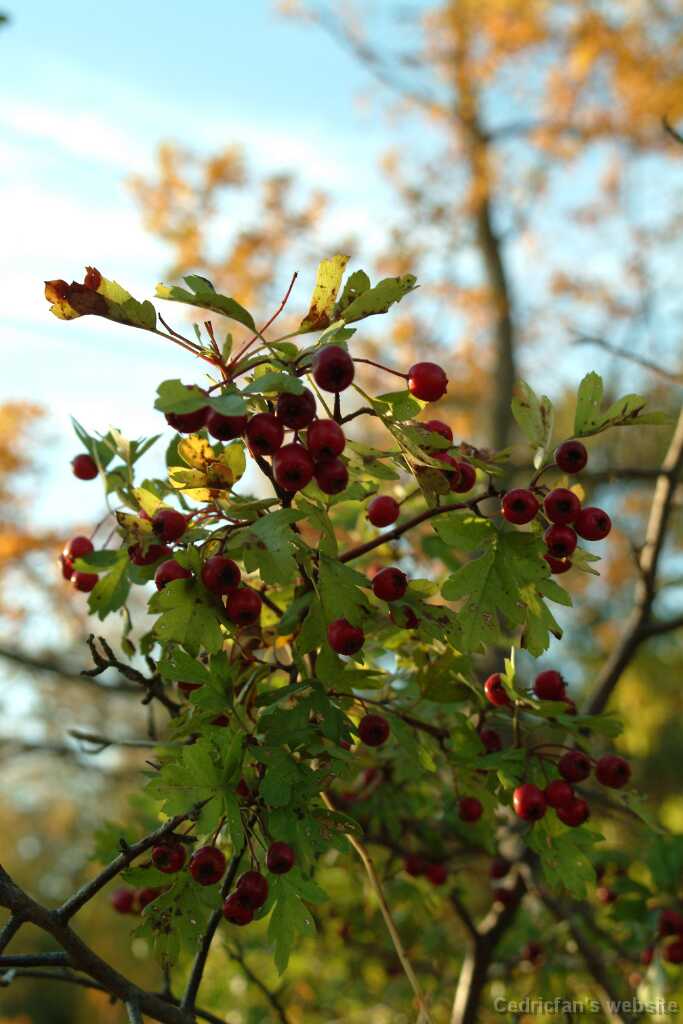 Dscf0612