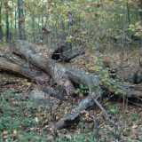 DSCF0619