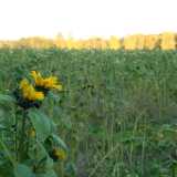 DSCF0640
