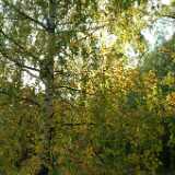 Dscf0604