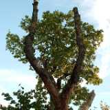 Dscf0606