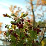 Dscf0612