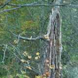 Dscf0620