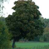 Dscf0622