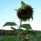 Dscf0625