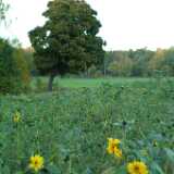 Dscf0631