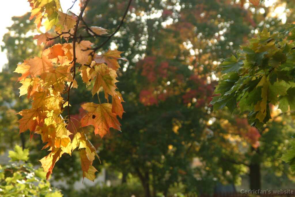 DSCF0317