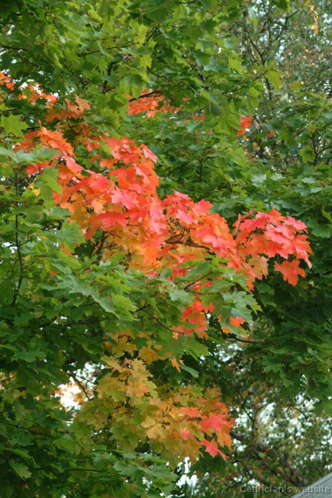 Dscf0310