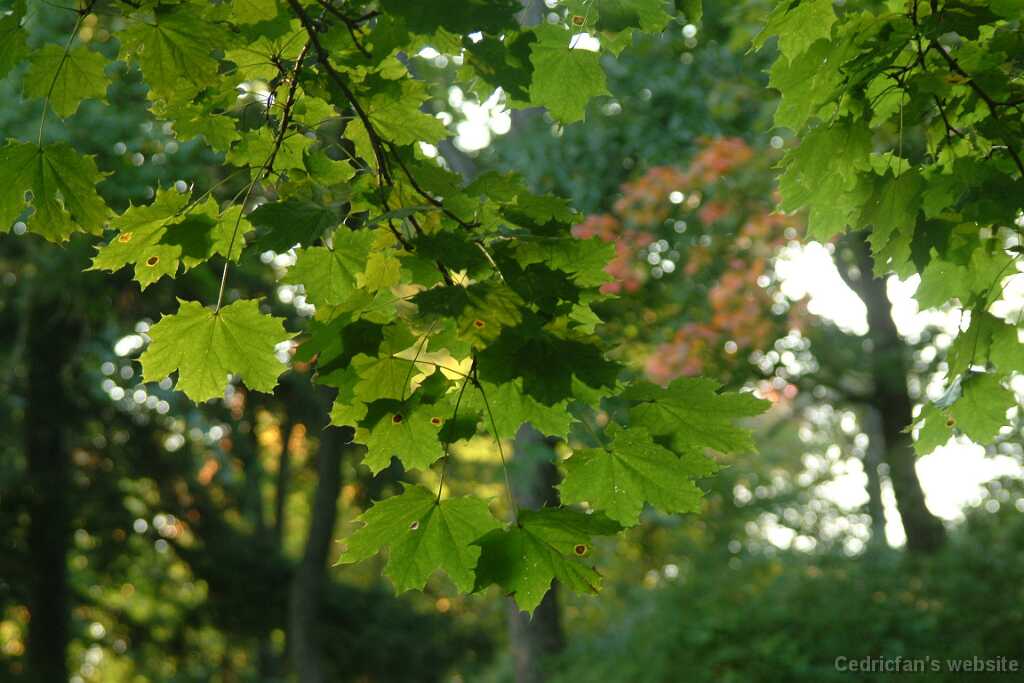 Dscf0346