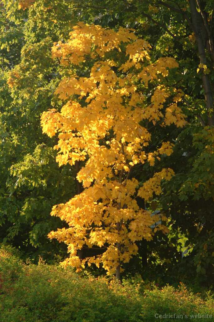 Dscf0354