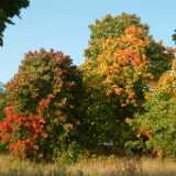 DSCF0321