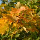 DSCF0324