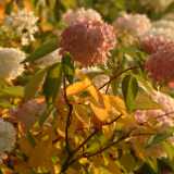 DSCF0365