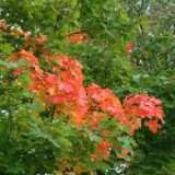 Dscf0310