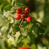 Dscf0325