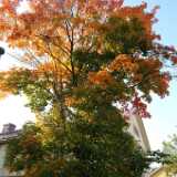 Dscf0337