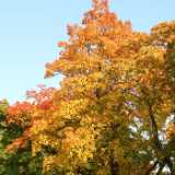 Dscf0341