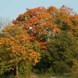 Dscf0363