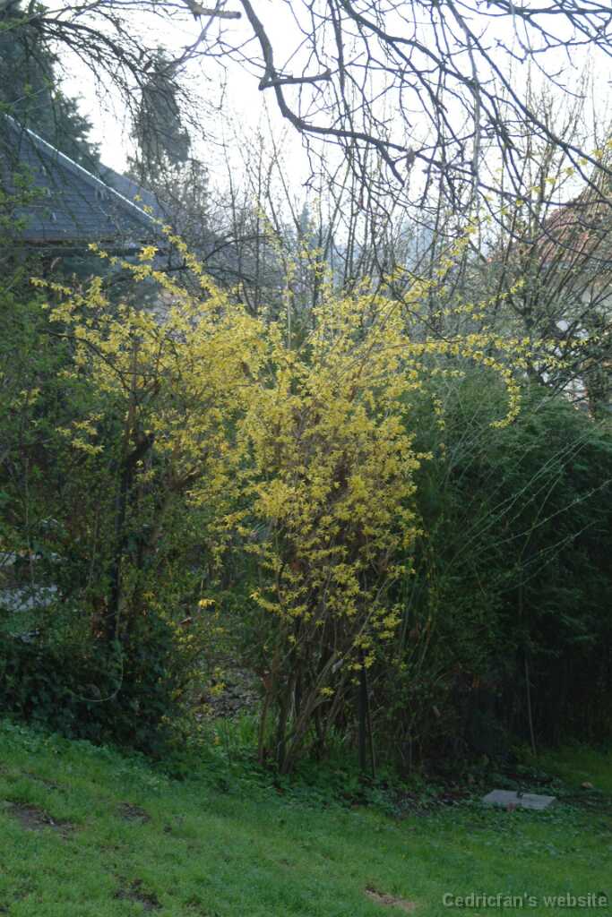 Dscf7767