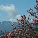 DSCF7975