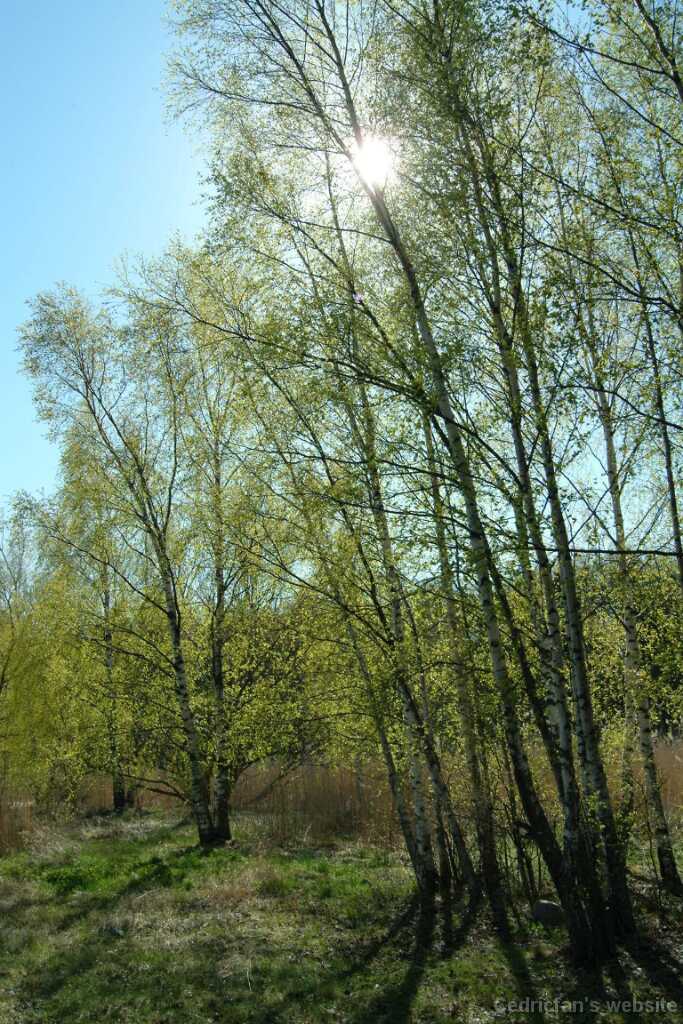 Dscf8305