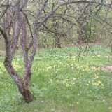 DSCF8418