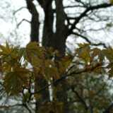 DSCF8422