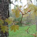 DSCF8424