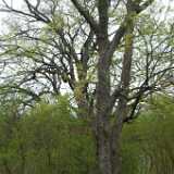 Dscf8421