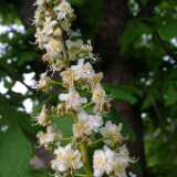 Dscf8645