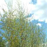 Dscf8258