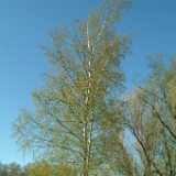 Dscf8299