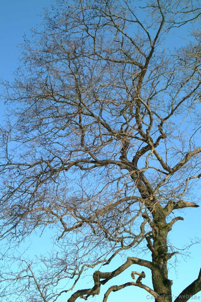 Dscf0235