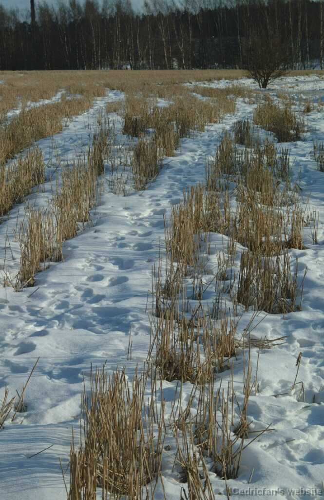 Field