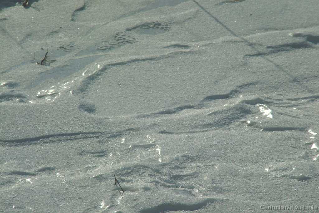 Snow