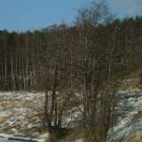 BankTrees