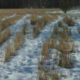 Field
