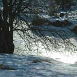 Turning to spring