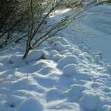 Winter scenes