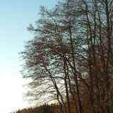 DSCF1587