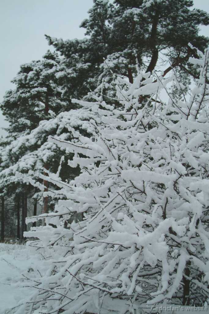 DSCF1264