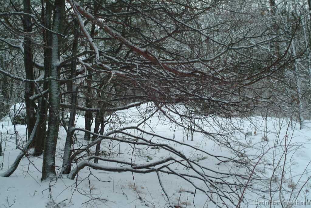 DSCF1267