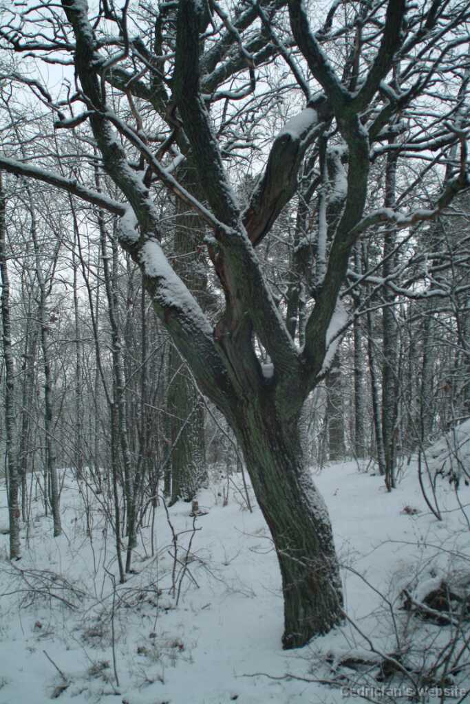 DSCF1268