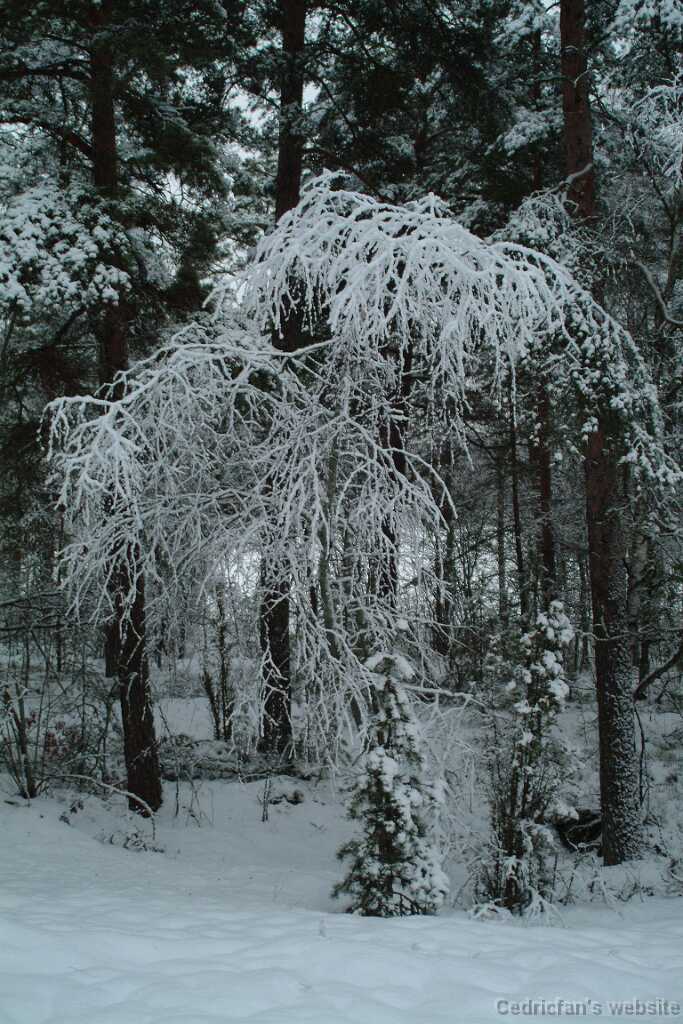 DSCF1274