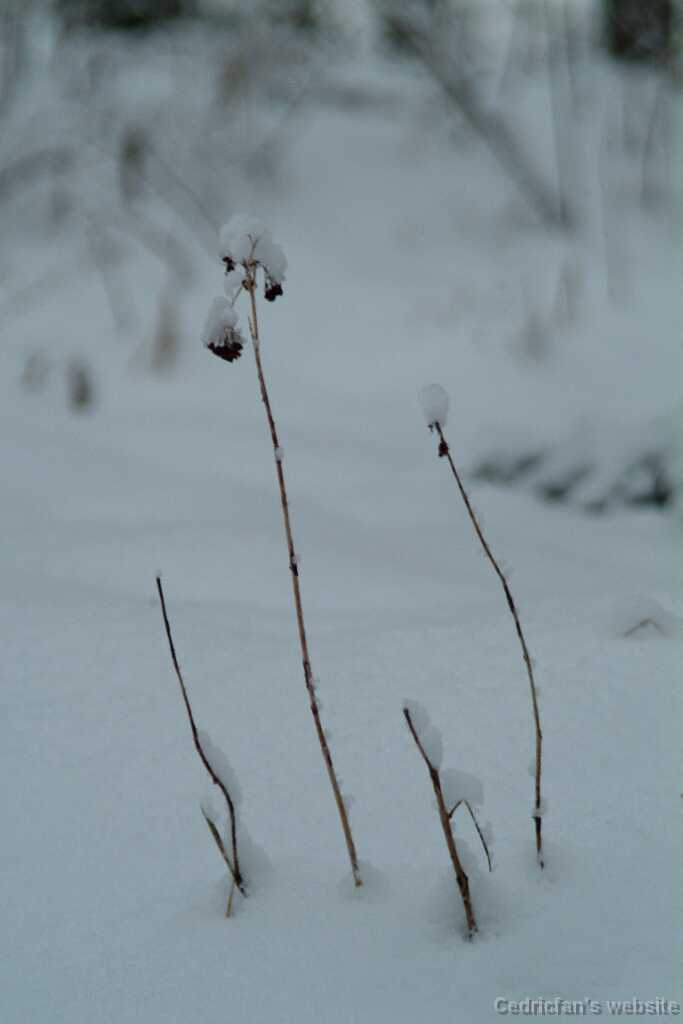 DSCF1287