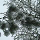 DSCF1262