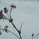 DSCF1266