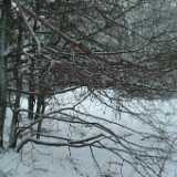 DSCF1267
