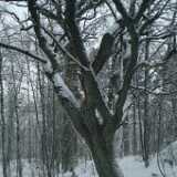 DSCF1268